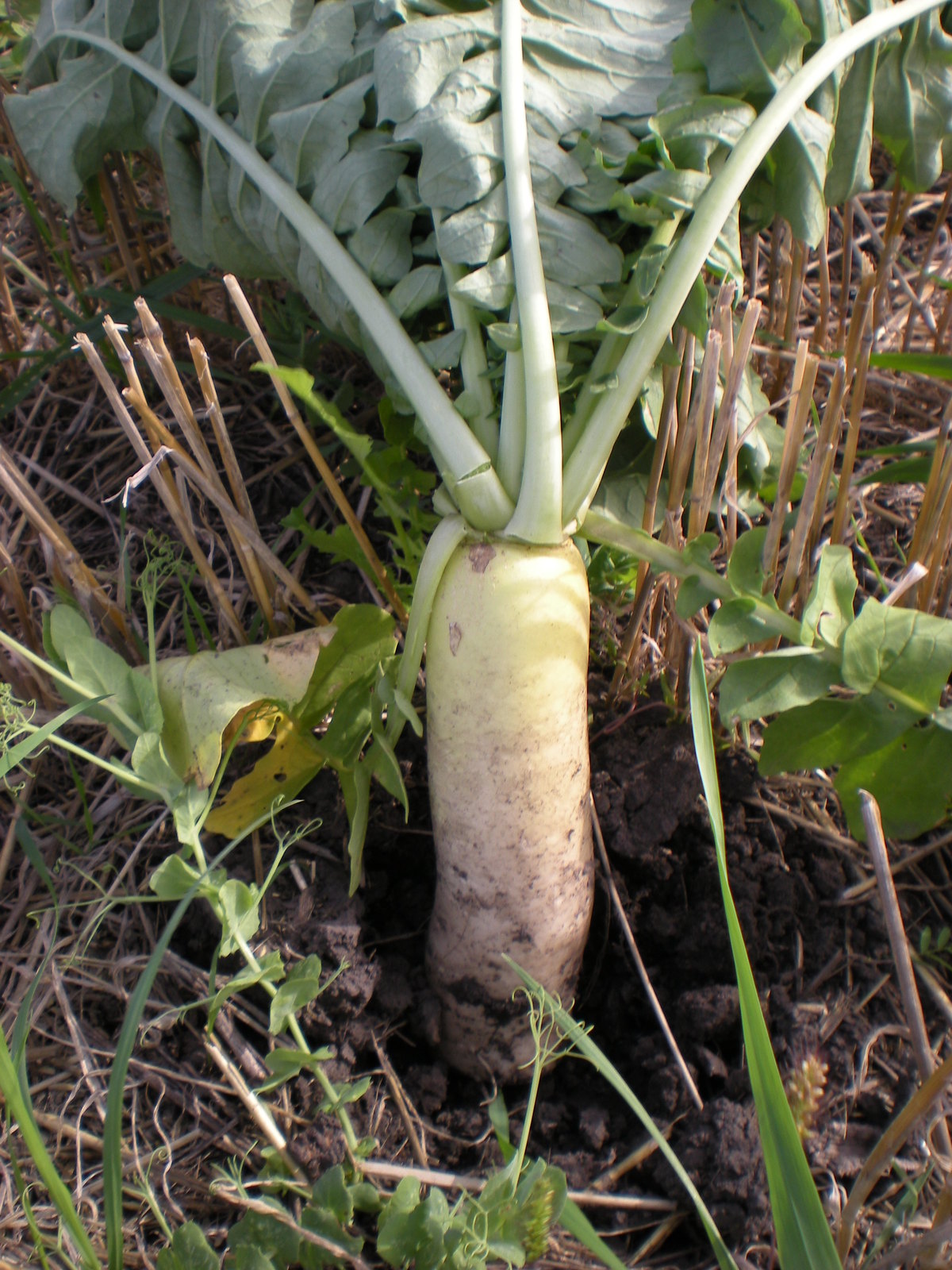 Deer winter food plotRadish/Turnip/Sugarbeet 550
