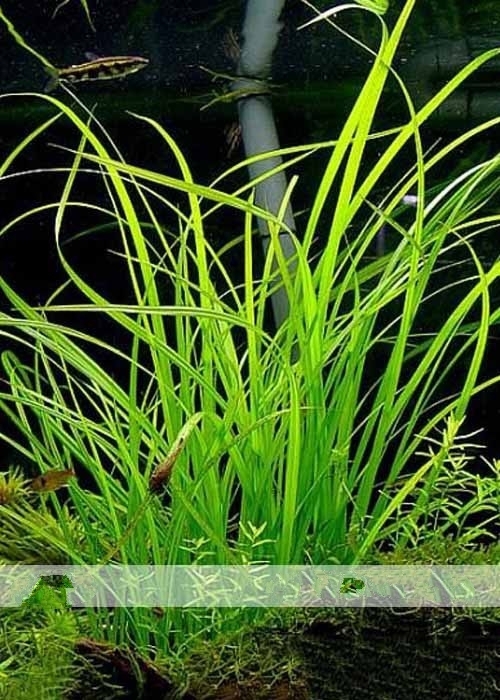 100 Seed 25 Types Aquarium Grass Water Aquatic, DIY Ornamental Grass DO ... - 20