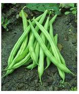 Bean, Provider Bush, Heirloom, 50 Seeds, Non GMO, Green Beans Vegetable - £2.36 GBP