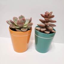 Colorful Succulent Pots, Set of 2 with Succulents, Orange Blue Ceramic Planters image 2