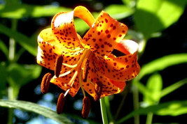 5 Turk's Cap Lily root bulbs  Lilium superbum image 5