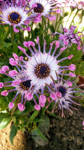 100 Purple Daisy Flower Seeds - African Daisy Seeds - Osteospermum image 2