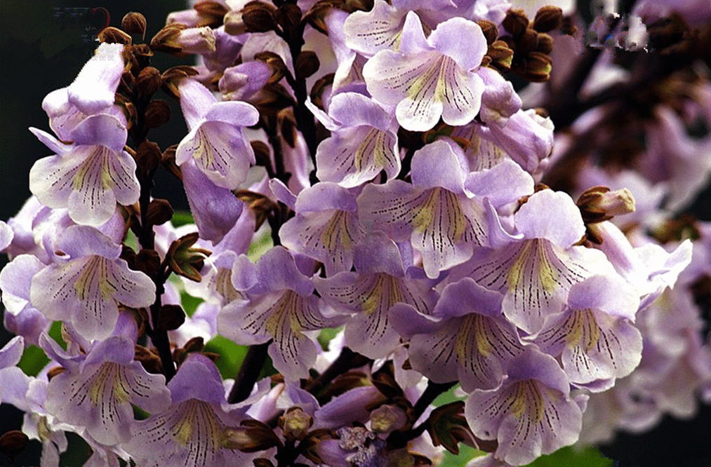 1000 Royal Empress Tree seeds Paulownia Tomentosa * Fastest Growing ...