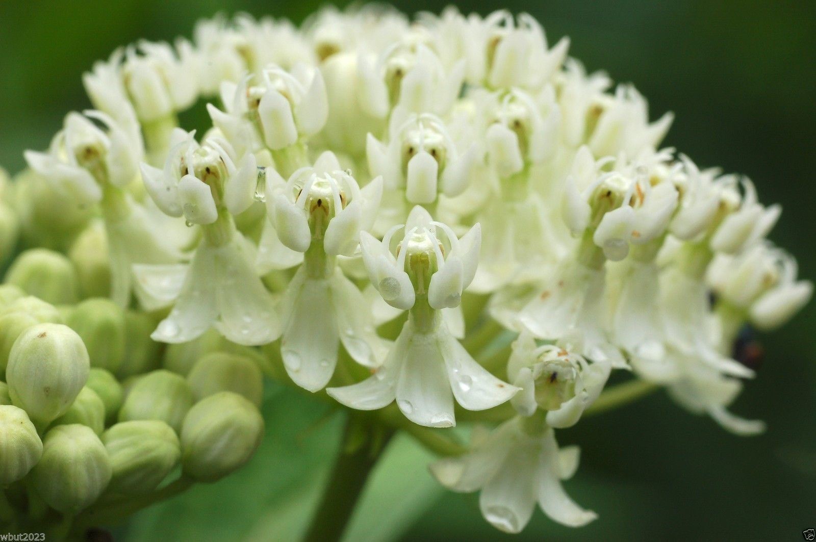 White Butterfly Weed (50 Seeds)Trouble free flowers,Attracts Bee And ...