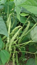 Provider Green Bush Bean Seeds | Heirloom | Organic - $1.99+