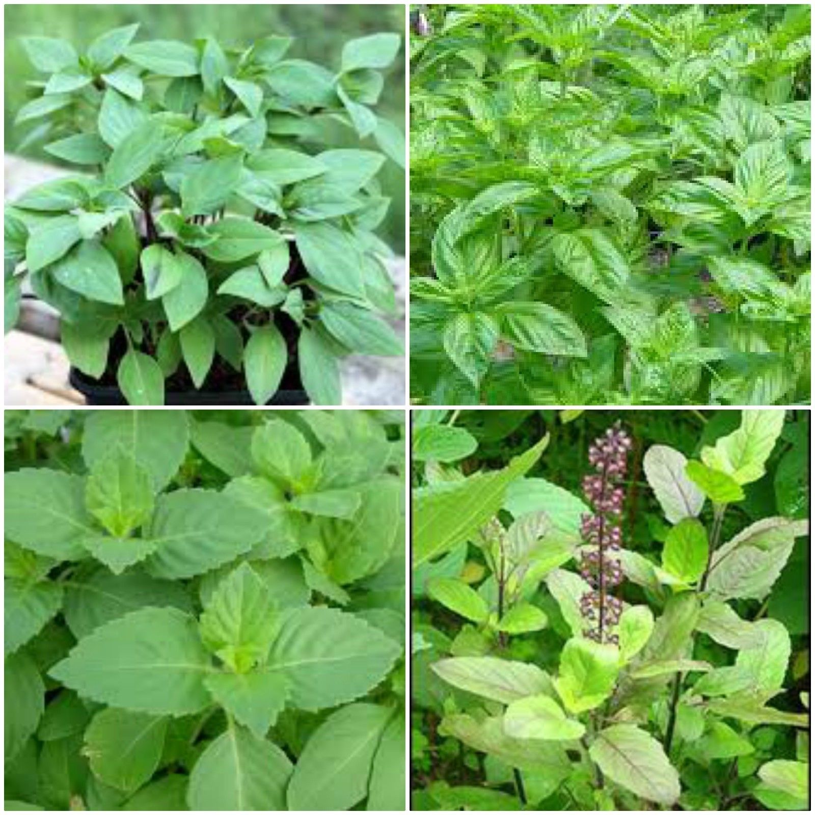 Basil Plants Near Me