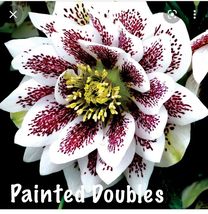 Lenton Rose Hellebore Winter Jewels Painted Doubles Zones 4-9 USA live plants - $31.51