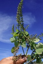100 Seeds - Organic - Salvia Tiliifolia - Lindenleaf Sage - Tarahumara Chia - $12.45