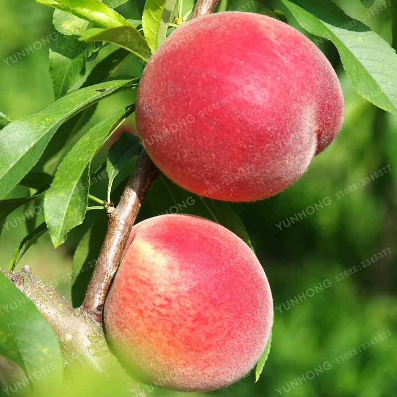 10 Pcs Sweet Peach Plant Seeds Tree Bonsai Dwarf Peaches Bonsai Fruit