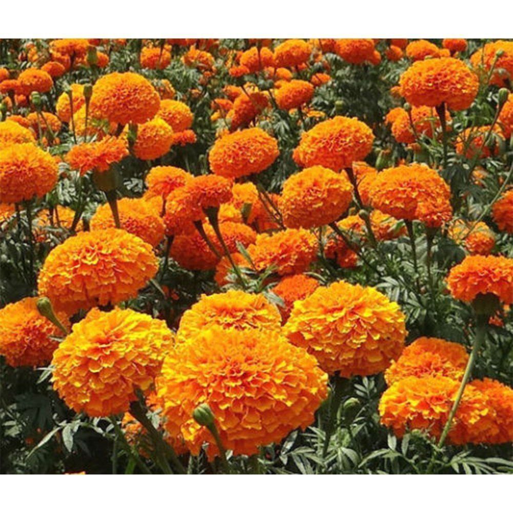 Flowers Aztec Marigold Seed 60 seed high ornamental value flower Home