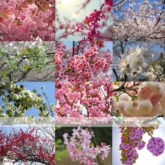 approx 15 Seeds / Pack, Oriental Cherry Blossom Sakura ...