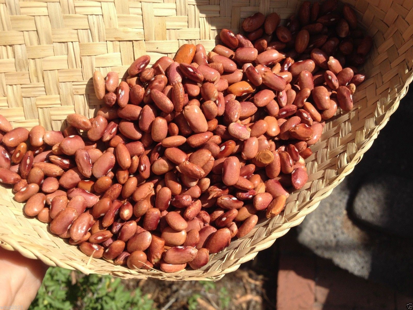 SHIP FROM US 50 Organic Bean, Flor de Mayo Bean, WB Vegetable Seeds