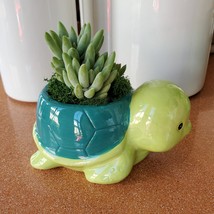 Turtle Planter & Live Succulent, 5" Blue Green Ceramic Tortoise Pot, Sedeveria image 3