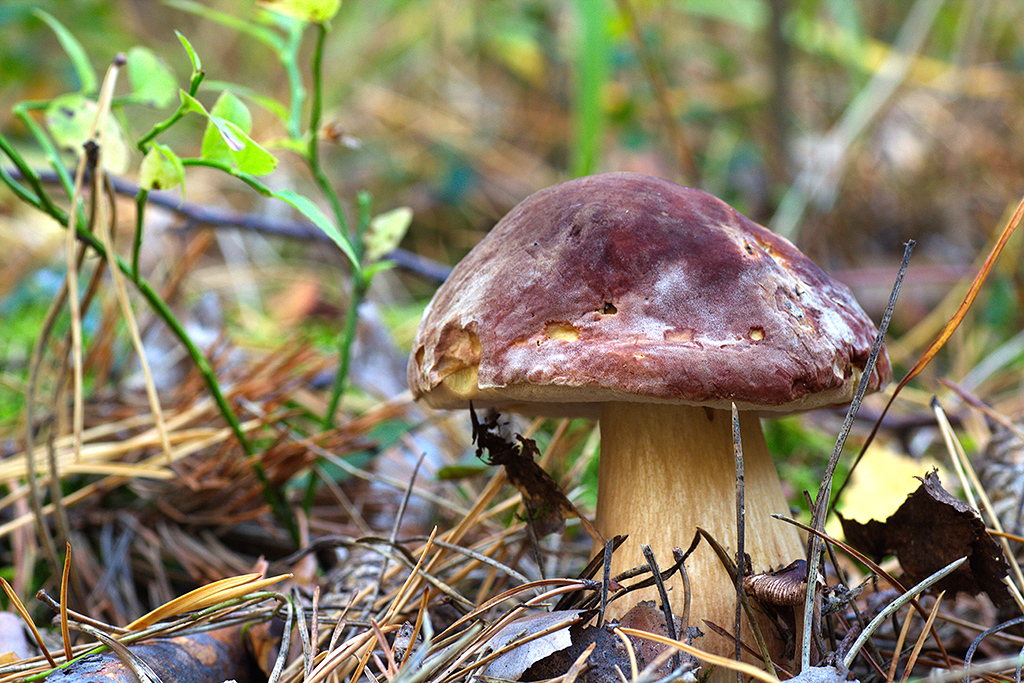 Белый гриб сосновый. Болетус пинофилус. Boletus мицелий. Пинофилус гриб.