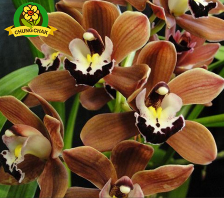 100pc Seed Rare Cymbidium Orchid African Cymbidiums Seed Brown Orchid A Perennial Seeds 