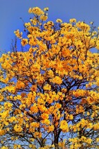 American Witch Hazel quart pot image 5