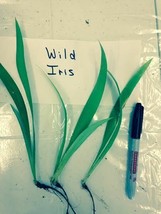 20 Wild Crested Iris roots image 2