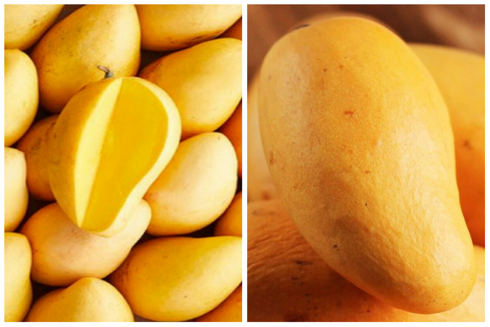 Ataulfo Mango, Carabao Mango, Philippine Mango Live Plant Other