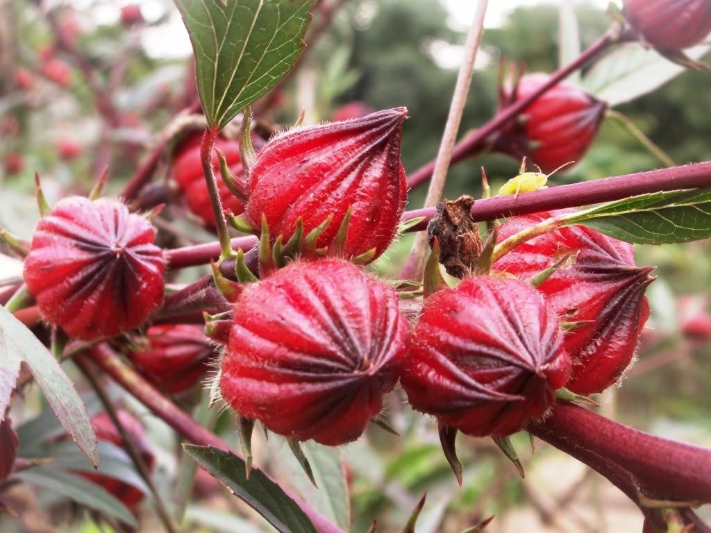 300 Seeds Roselle Hibiscus sabdariffa Herb Jamaica Sorrel Red Flowers