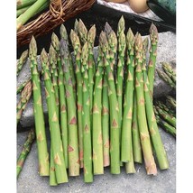 Asparagus Seeds - Mary Washington - Vegetable Seeds - Outdoor Living - Gardening - $31.99