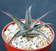 ALOE cv. Firebird exotic rare succulent bonsai gasteraloe hybrid plant 4... - $16.99