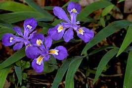 10 Crested  Wild Iris roots Iris cristata image 1
