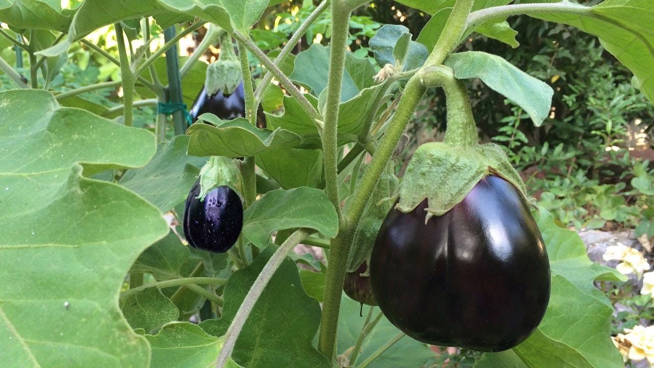 Black Beauty Eggplant, Solanum melongena, Organic, 4in Potted Plant