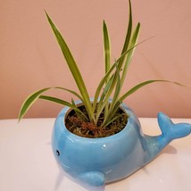 Blue Whale Planter with Live Spider Plant, Houseplant in Ceramic Plant Pot image 6