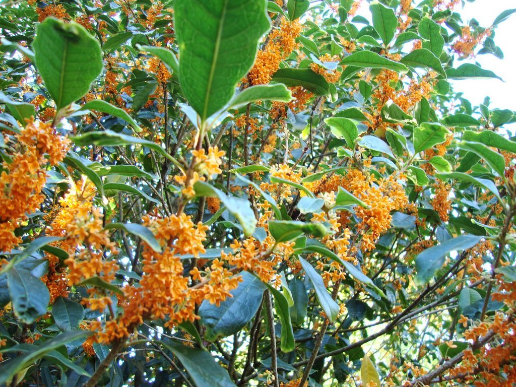 “ 10 PCS Fragrance osmanthus Tree Seeds - 2 Colors Available GIM “