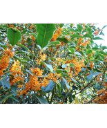 “ 10 PCS Fragrance osmanthus Tree Seeds - 2 Colors Available GIM “ - $15.18