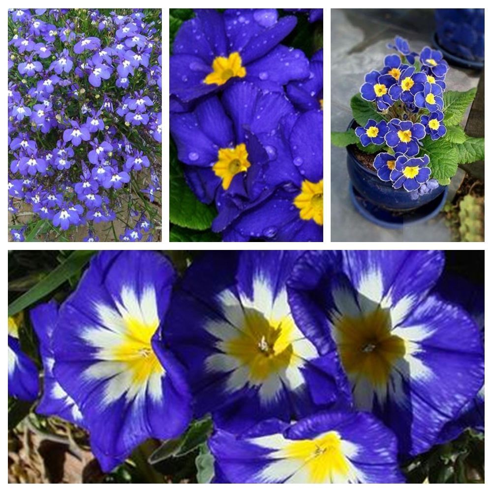 100 Rare Blue Evening Primrose Seeds Sundrops Garden Flower S031 Seeds