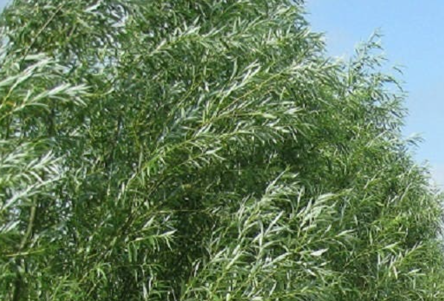 10 Austree Hybrid Willow Trees cutting and similar items