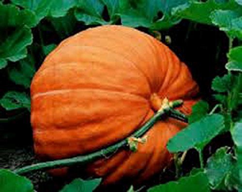 Pumpkin, Big Max Pumpkin Seeds, Heirloom, Non GMO, 100 Seeds, Giant Pumpkins