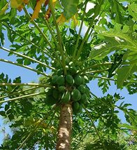 Papaya Tree - 5 Live Plants in 4 Inch Pots - Variety Grower&#39;s Choice Bas... - $108.87