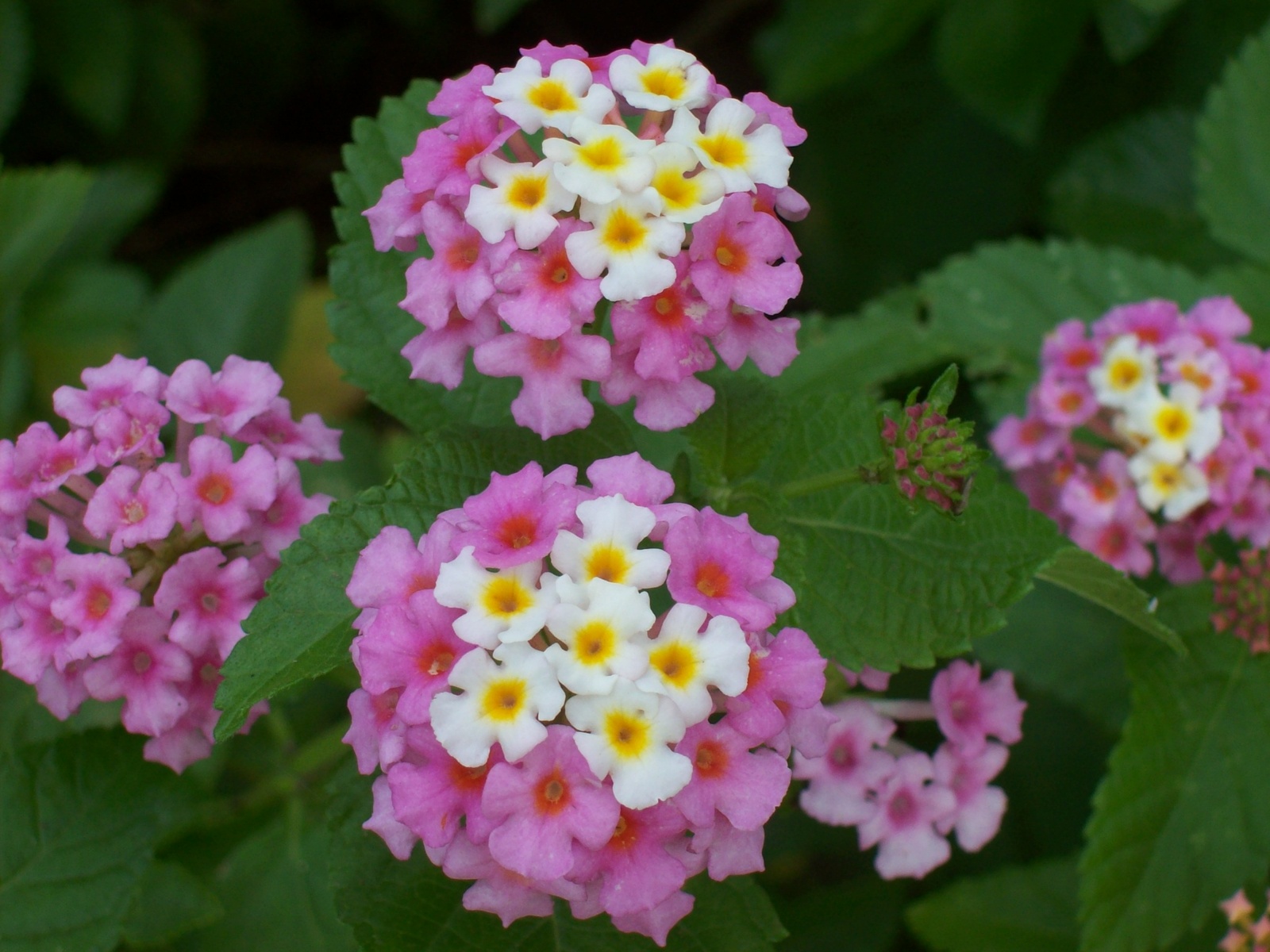 PINK AND YELLOW Lantana Camera Pink Caprice Perrenial Live Plant ...