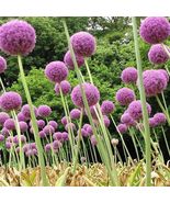 “ 100 PCS Giant Allium Plant Seeds - Light Purple Color GIM ” - $13.28