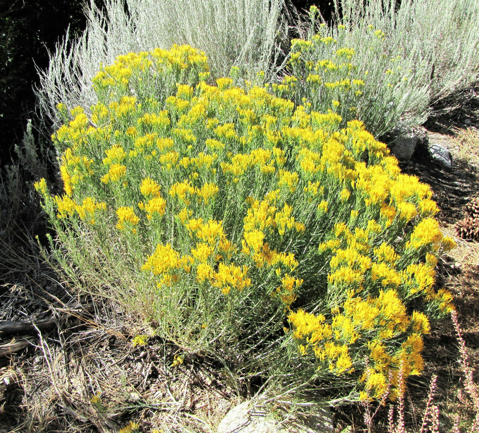 100 Pcs Rubber Rabbitbrush Seeds MNSF Seeds & Bulbs