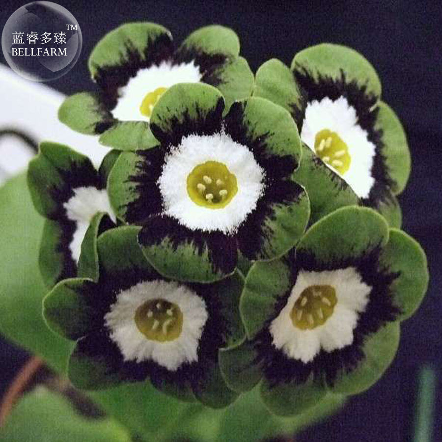 auricula from seed