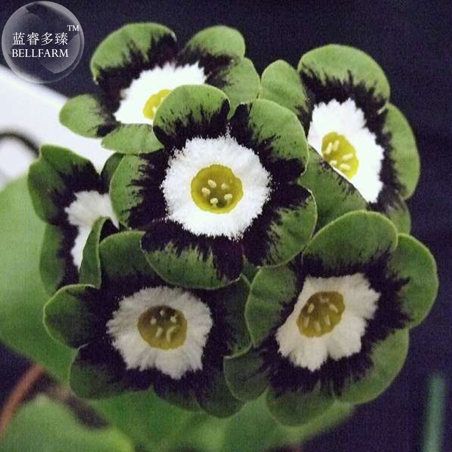 auricula seeds uk