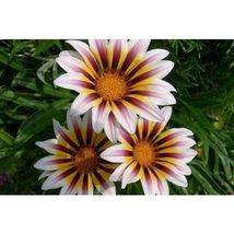 30 Gazania Garden Rose Striped Flower Seeds #SHN21 - $21.17