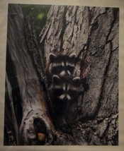 Adorable and cute baby raccoons 16x20 unframed photo - $38.00