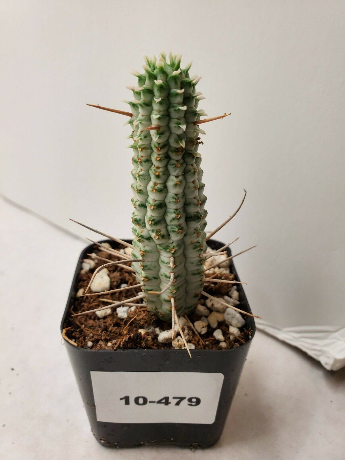 Beautiful Euphorbia mammillaris corn cob succulent cactus live plant