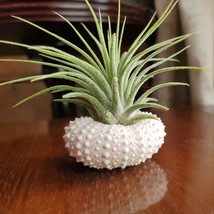 Air Plant in Urchin Shell, Live Tillandsia Ionantha airplant in seashell holder image 5