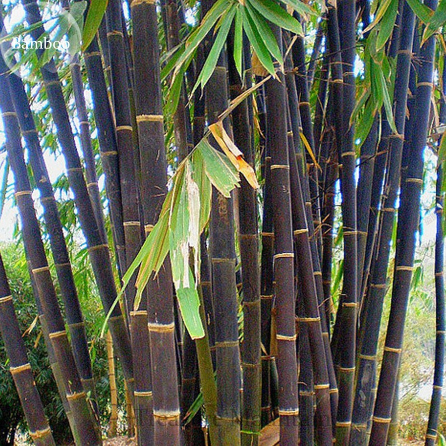 30 Pcs Rare Purple Giant Bamboo Seeds DG - Bulbs, Roots & Rhizomes