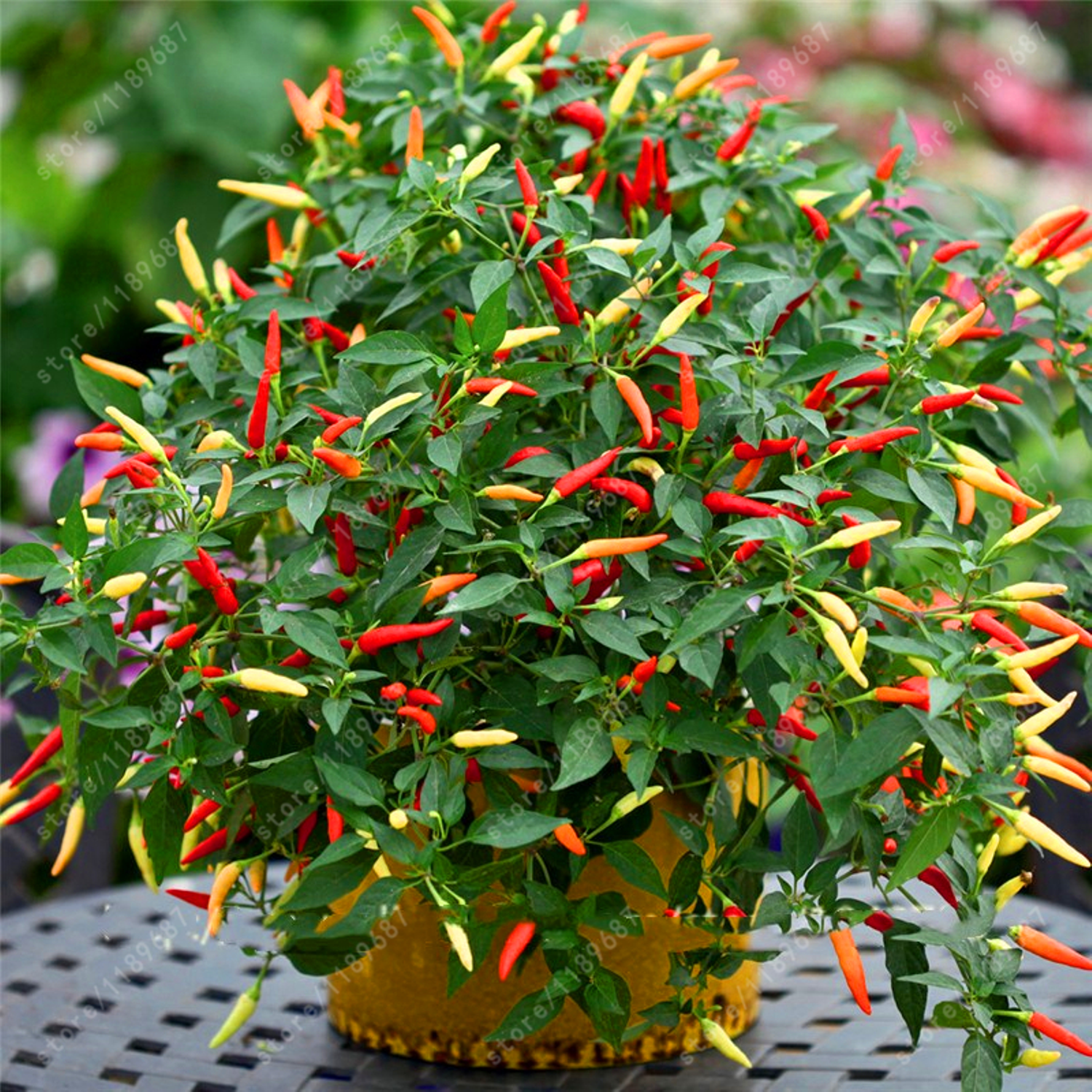 100pcs hot Chili pepper seeds Multi color Pepper seeds ...