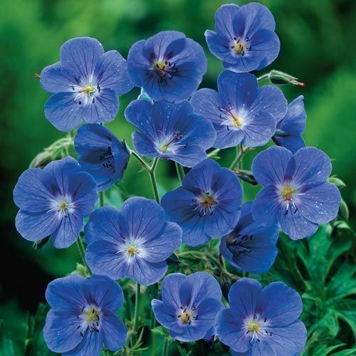 10 Blue Geranium Seeds Perennial Flower Seeds - Seeds