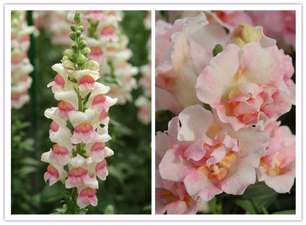 100 Pcs seeds Snapdragon Appleblossom Antirrbinam majus *easy grow