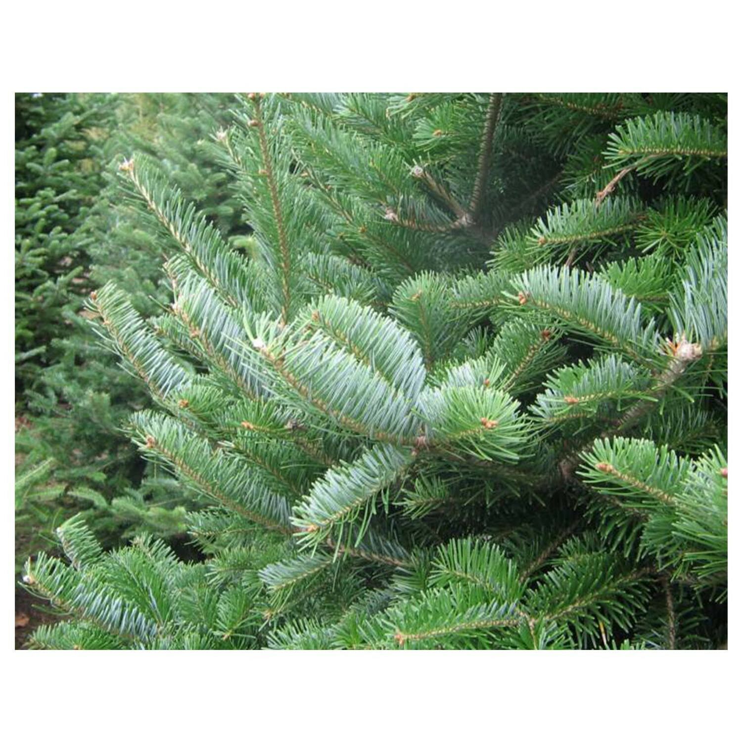 Canaan Fir Abies balsamea Hardy Established Roots 2.5" Potted 6 Plants