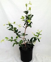 Cherry Plant - Malpighia punicfolia - Acerola - Indoors/Out - 6" pot image 2