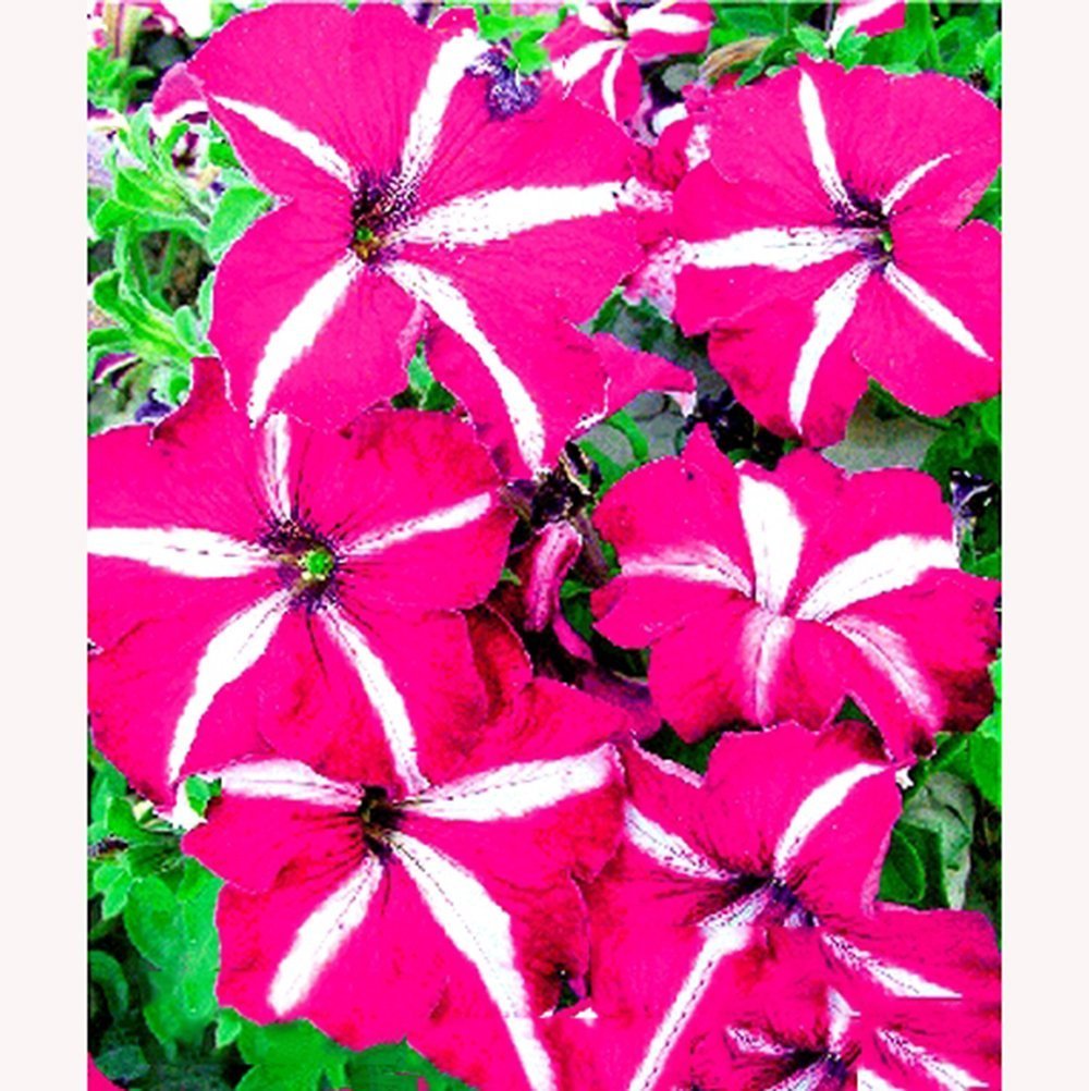 Rose Red Garden Petunia With White Stripe Annual Flower Seeds 50 Seeds 